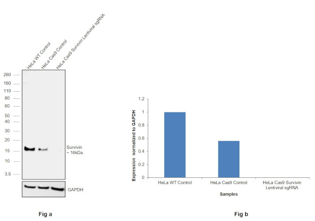 Survivin Antibody