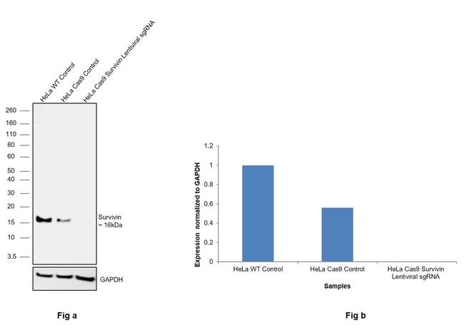 Survivin Antibody in Western Blot (WB)