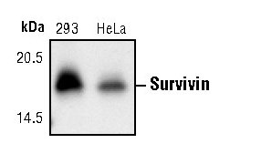 Survivin Antibody in Western Blot (WB)