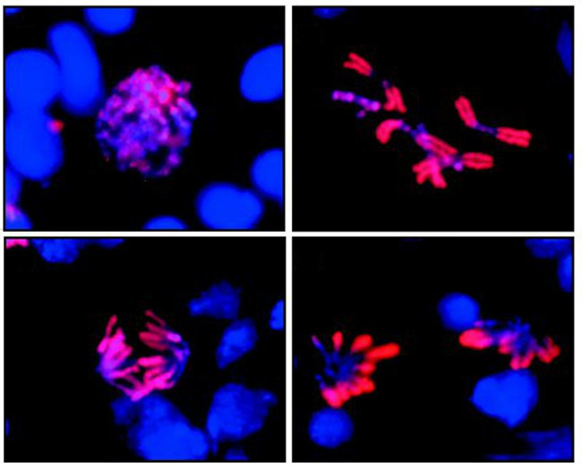 Phospho-Histone H3 (Ser10) Antibody in Immunocytochemistry (ICC/IF)