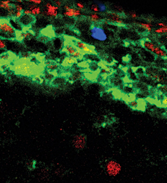 Phospho-Histone H3 (Ser10) Antibody in Immunocytochemistry (ICC/IF)