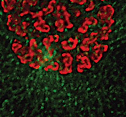 Phospho-Histone H3 (Ser10) Antibody in Immunocytochemistry (ICC/IF)