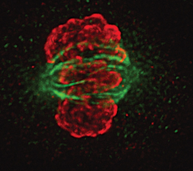 Phospho-Histone H3 (Ser10) Antibody in Immunocytochemistry (ICC/IF)