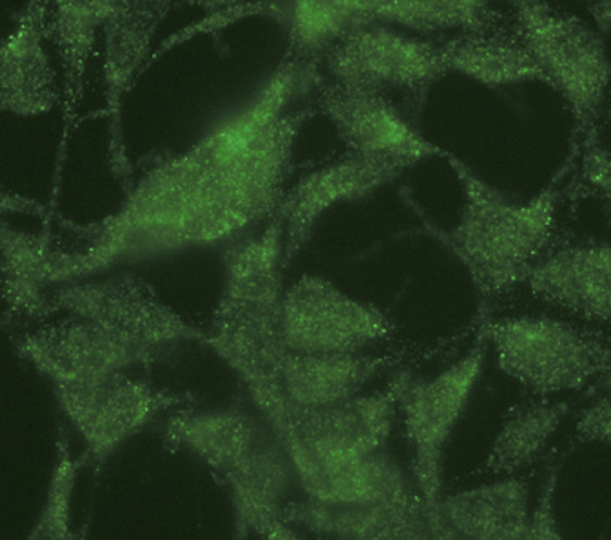 beta Galactosidase Antibody in Immunocytochemistry (ICC/IF)