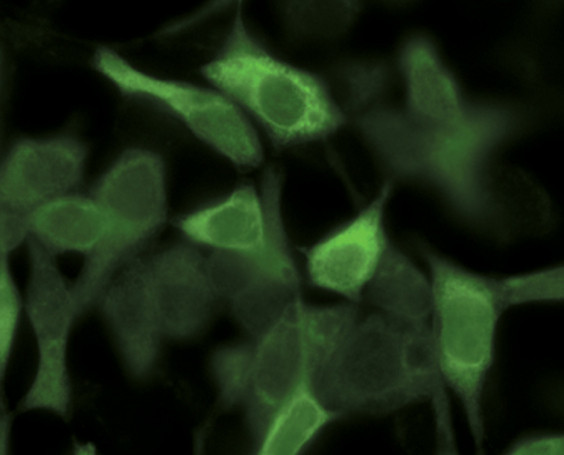 beta Galactosidase Antibody in Immunocytochemistry (ICC/IF)