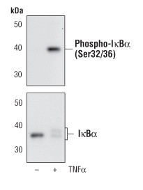 Phospho-IkB alpha (Ser32, Ser36) Antibody in Western Blot (WB)