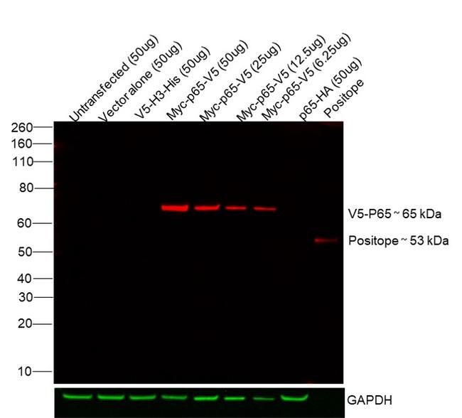 V5 Tag Antibody in Western Blot (WB)