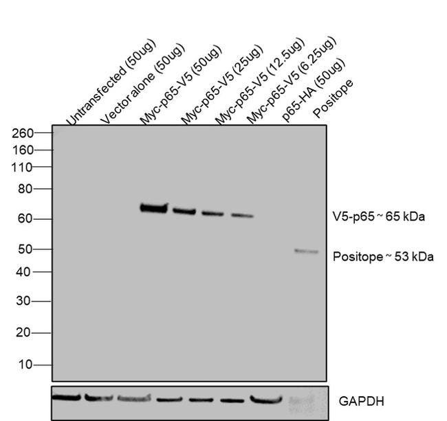 V5 Tag Antibody in Western Blot (WB)