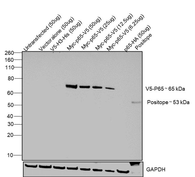 V5 Tag Antibody in Western Blot (WB)