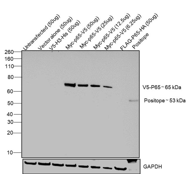 V5 Tag Antibody in Western Blot (WB)