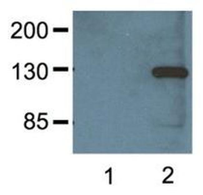 V5 Tag Antibody in Western Blot (WB)