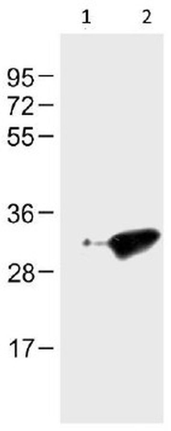 GFP Antibody in Western Blot (WB)