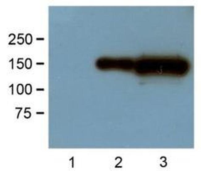 GFP Antibody in Western Blot (WB)