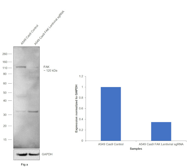 FAK Antibody in Western Blot (WB)