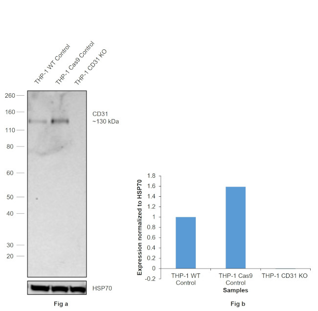 CD31 Antibody in Western Blot (WB)