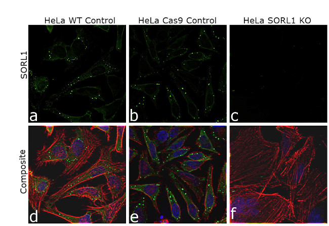 SORL1 Antibody in Immunocytochemistry (ICC/IF)