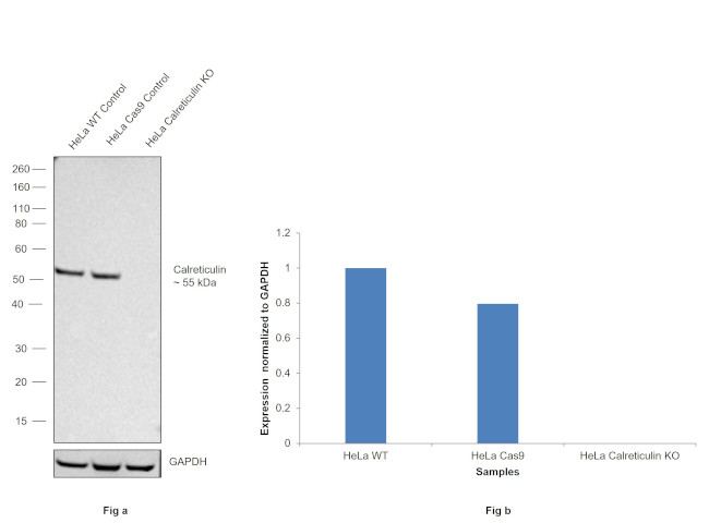 Calreticulin Antibody