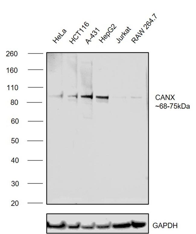 Calnexin Antibody in Western Blot (WB)