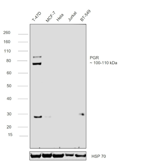 Progesterone Receptor Antibody in Western Blot (WB)