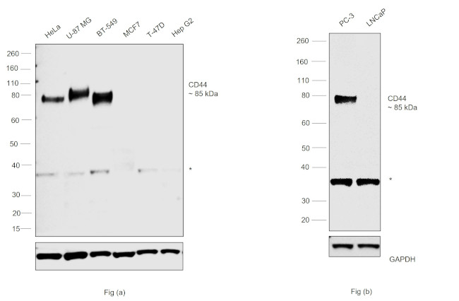 CD44 Antibody in Western Blot (WB)