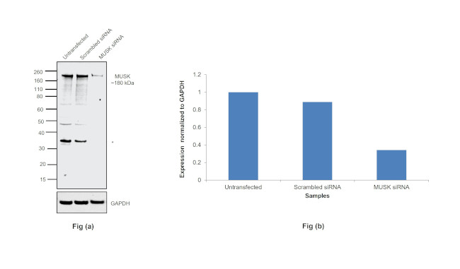 MUSK Antibody in Western Blot (WB)