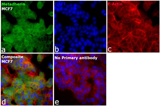 Metadherin Antibody in Immunocytochemistry (ICC/IF)