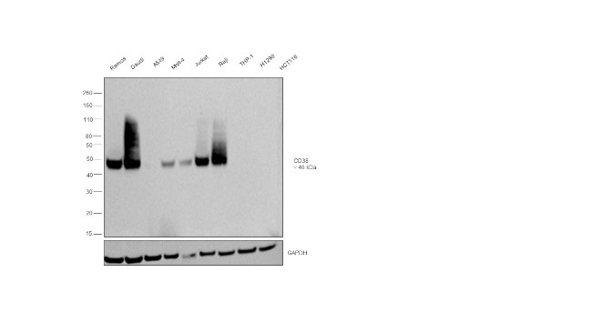 CD38 Antibody in Western Blot (WB)