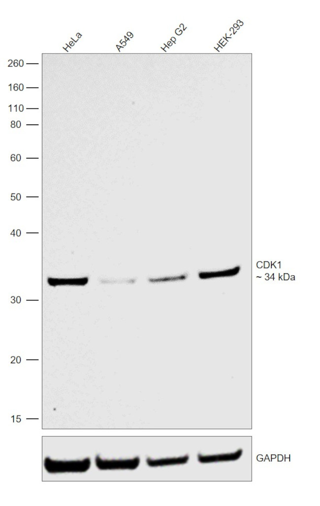 CDK1 Antibody in Western Blot (WB)