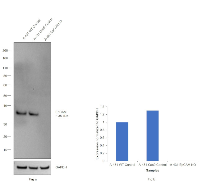 EpCAM Antibody