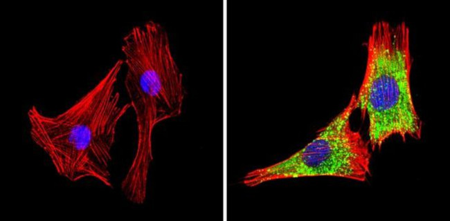 GAPDH Loading Control Antibody in Immunocytochemistry (ICC/IF)