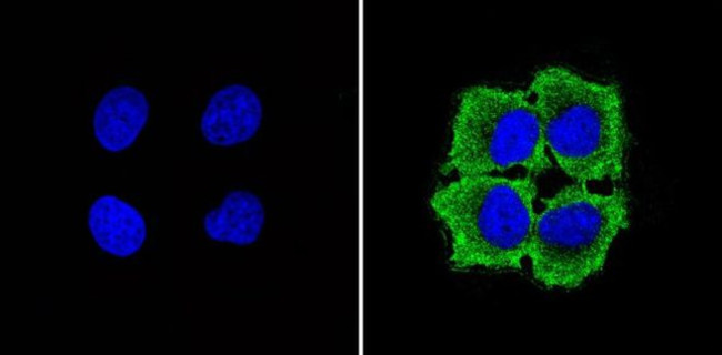 GAPDH Loading Control Antibody in Immunocytochemistry (ICC/IF)