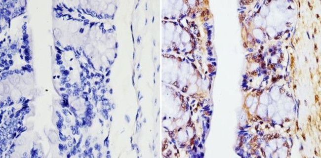 GAPDH Loading Control Antibody in Immunohistochemistry (Paraffin) (IHC (P))