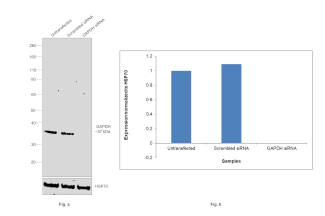 GAPDH Loading Control Antibody