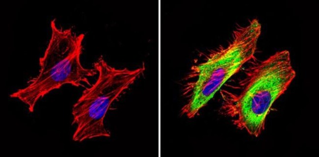 GAPDH Loading Control Antibody in Immunocytochemistry (ICC/IF)