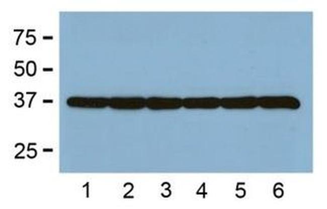 GAPDH Loading Control Antibody in Western Blot (WB)