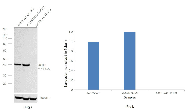 beta Actin Loading Control Antibody