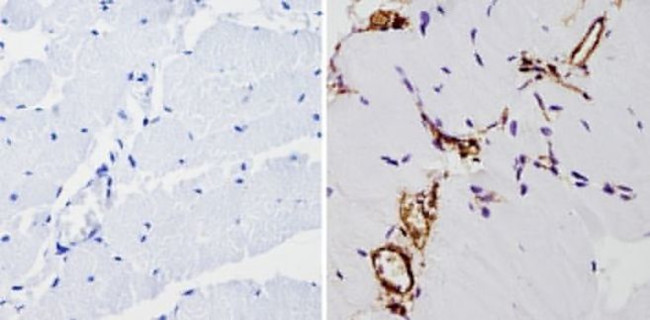 beta Actin Loading Control Antibody in Immunohistochemistry (Paraffin) (IHC (P))