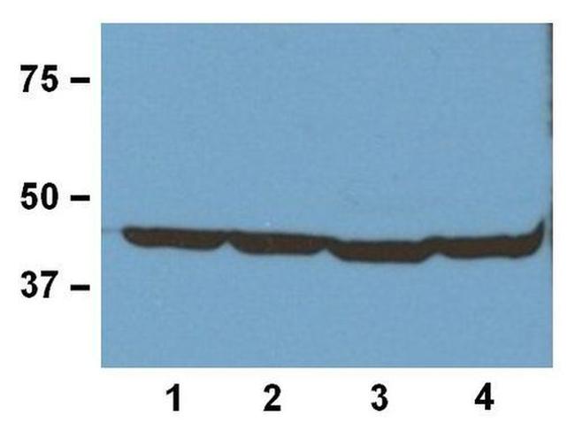 beta Actin Loading Control Antibody in Western Blot (WB)