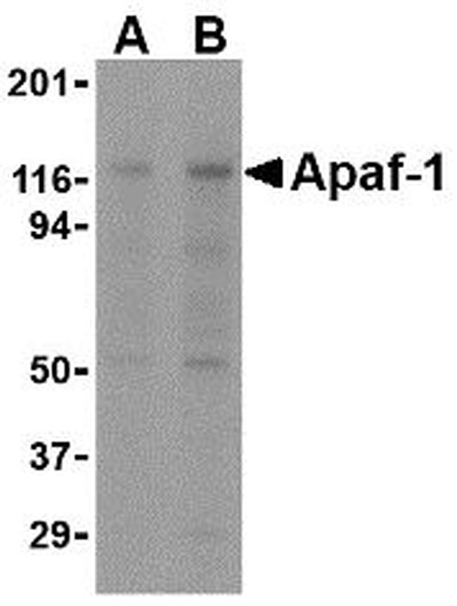 APAF1 Antibody in Western Blot (WB)