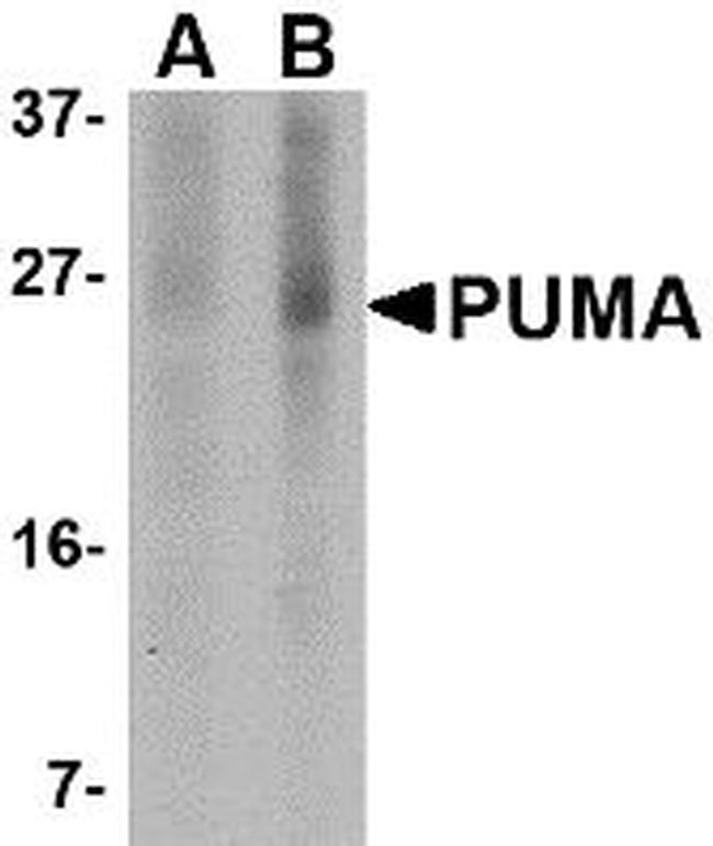 PUMA alpha Antibody in Western Blot (WB)