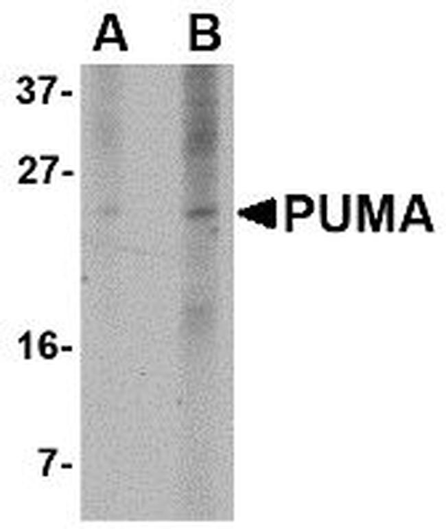 PUMA alpha Antibody in Western Blot (WB)