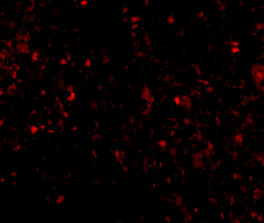 MD-2 Antibody in Immunohistochemistry (IHC)