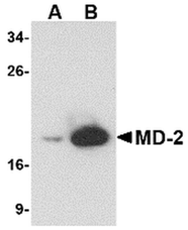 MD-2 Antibody in Western Blot (WB)