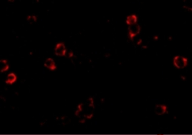 XBP1 Antibody in Immunocytochemistry (ICC/IF)