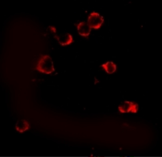 XBP1 Antibody in Immunocytochemistry (ICC/IF)