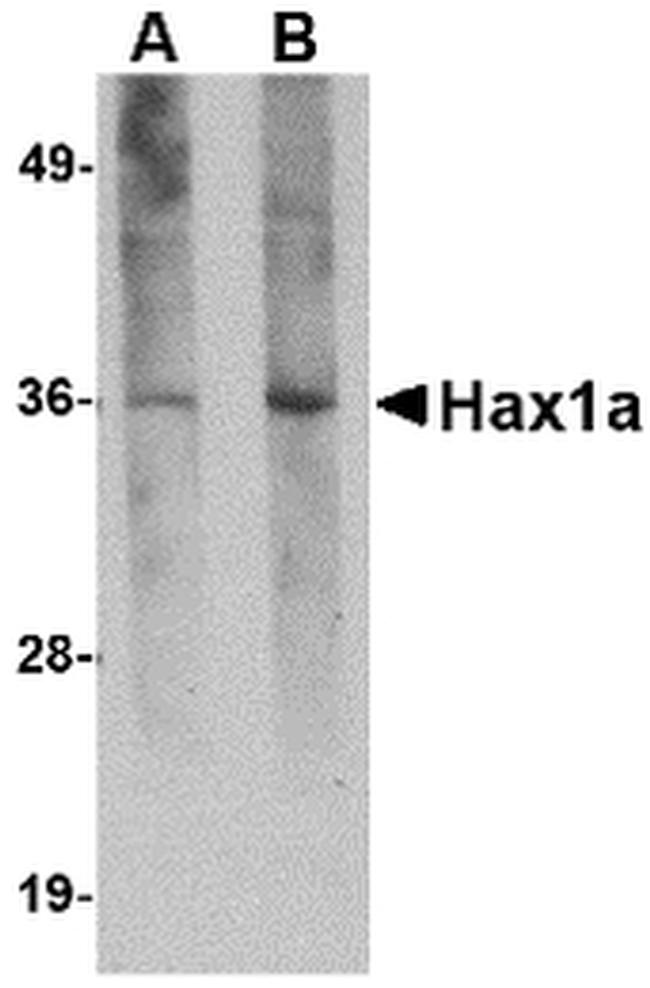 HAX1 Antibody in Western Blot (WB)