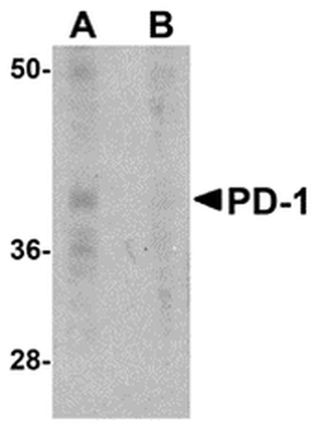 PD-1 Antibody in Western Blot (WB)