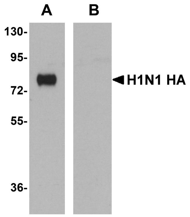 Influenza A H1N1 HA Antibody in Western Blot (WB)