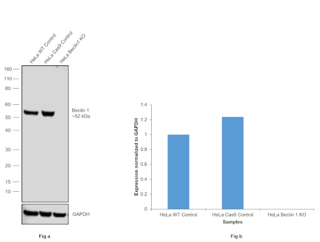 Beclin 1 Antibody