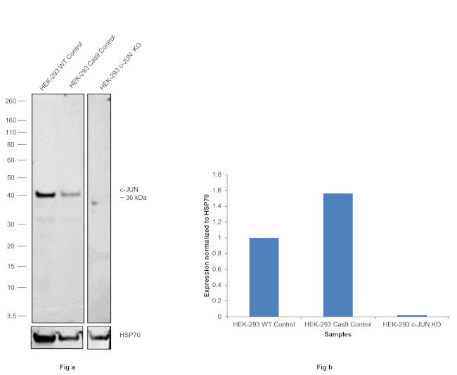 c-Jun Antibody in Western Blot (WB)